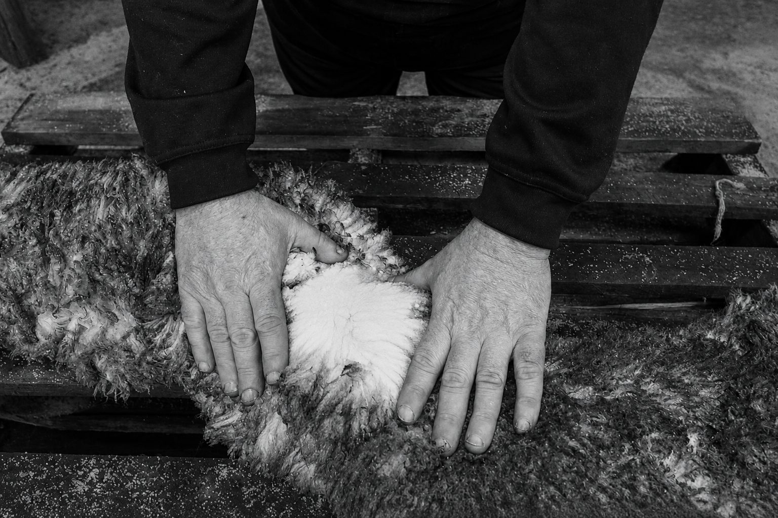 John Moss's hands parting the wool on a skin to assess staple length and density.