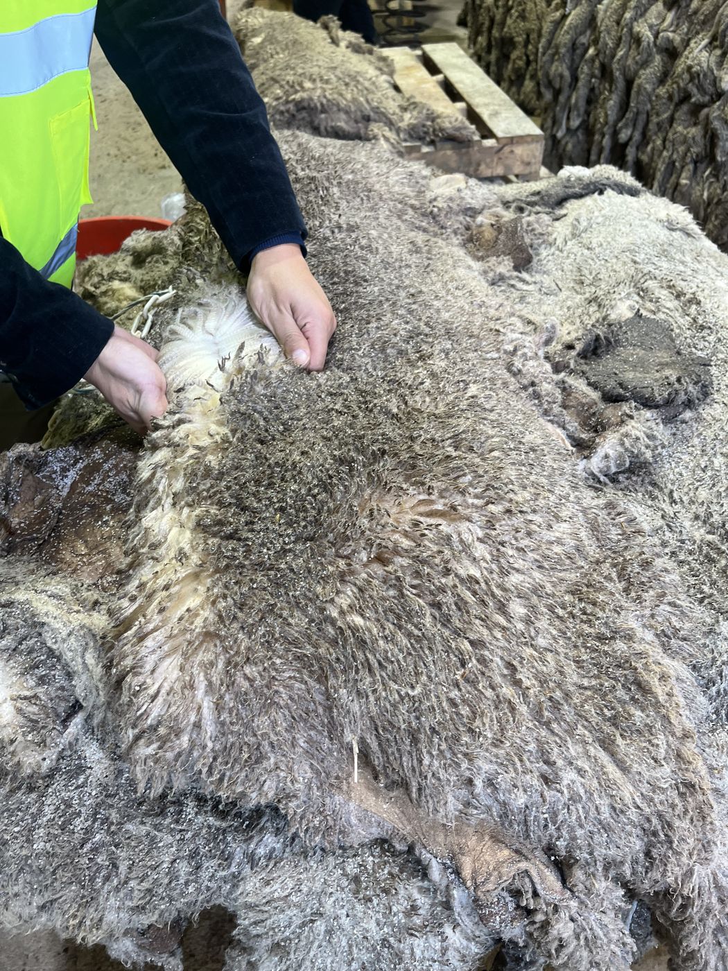 A classer inspecting a sheepskin by hand on the factory floor, assessing the wool.