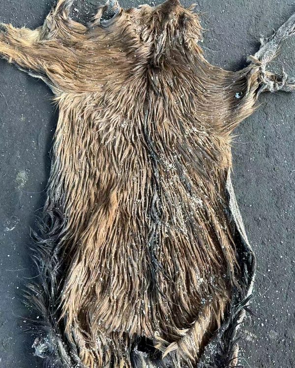 A full Australian goat skin laid out flat, salted, hair side up.