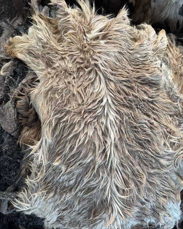 Close detail of an Australian goat skin, showing the natural tan hair.