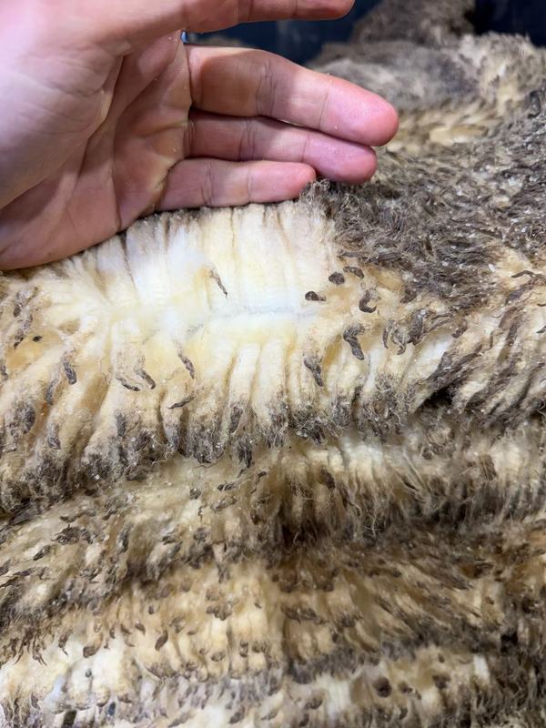 Shorn lamb skin, wool length shown against a hand for scale.