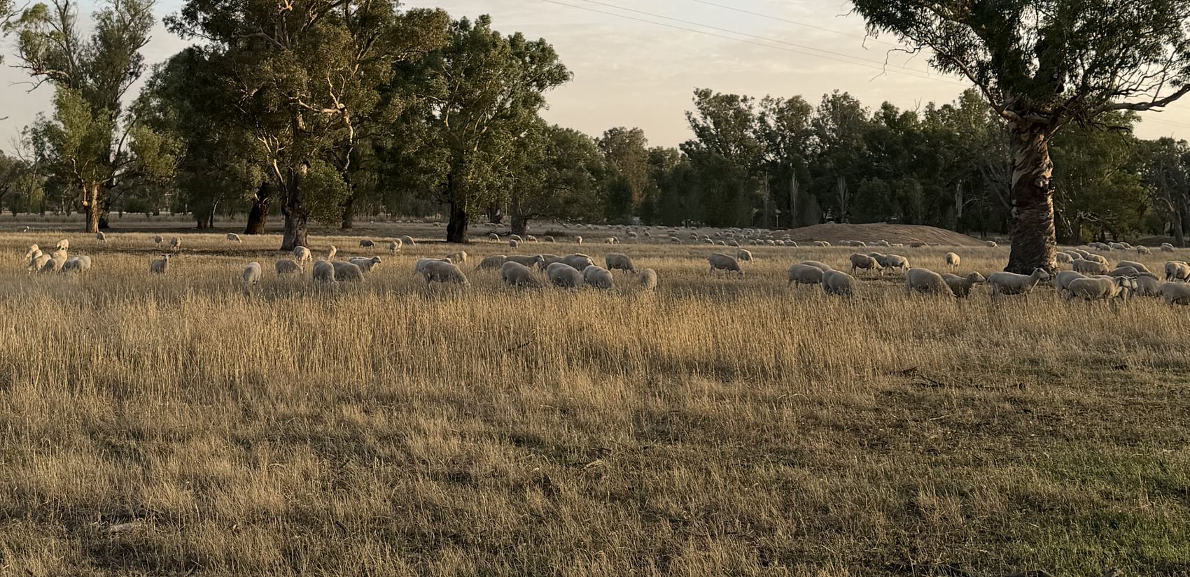 Australian grazing country at dusk, open pasture and scattered gum trees.